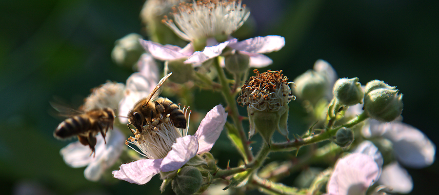 Volksbegehren „Artenvielfalt – Rettet die Bienen“: Chance oder Risiko für Landwirte?