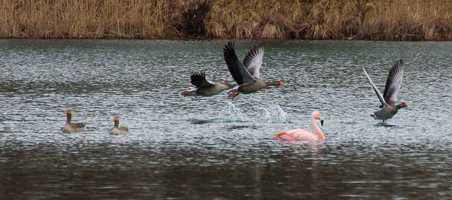 Flamingo Gerti in Schechen gesichtet