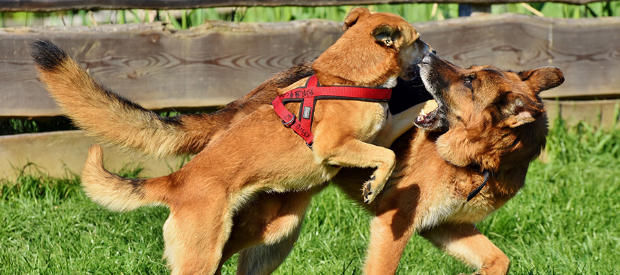 Hundewiese im Siemenspark wird geschlossen