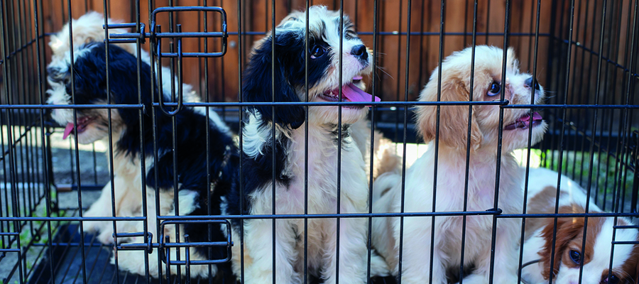 Freiheitsstrafen für Hundewelpen-Betrüger