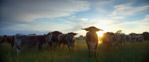 Film-Tipp: Wildes Land – Die Rückkehr der Natur